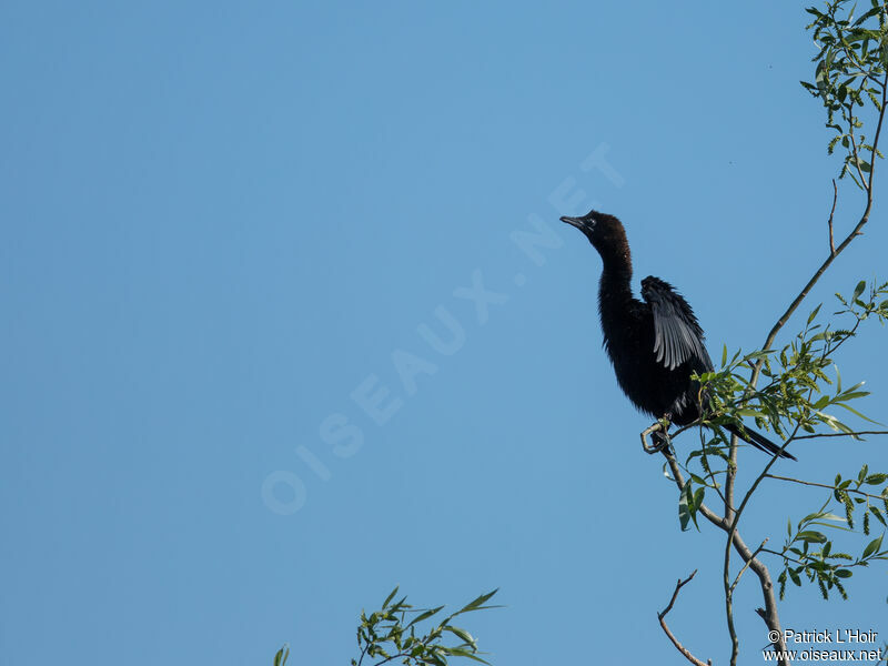 Pygmy Cormorant