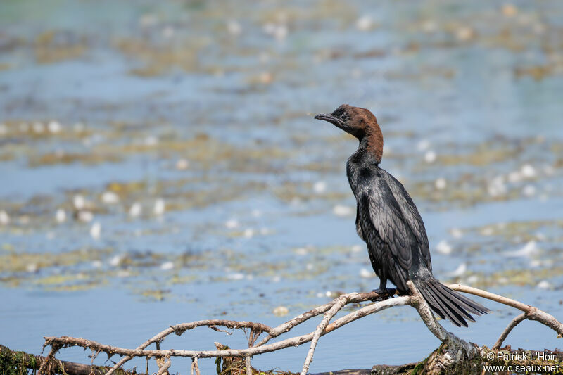 Pygmy Cormorant