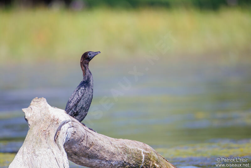 Pygmy Cormorant