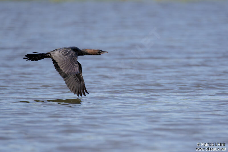 Pygmy Cormorant