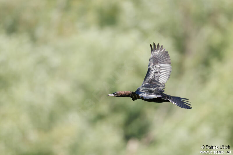 Pygmy Cormorant