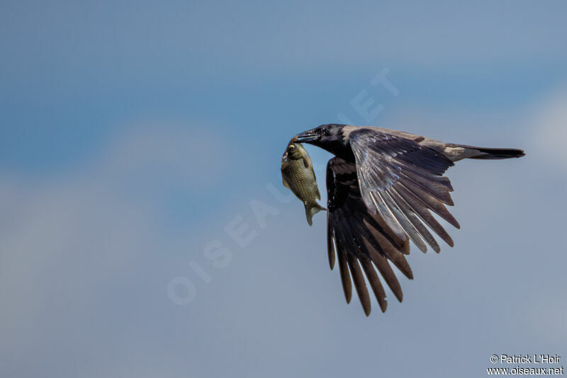 Hooded Crow