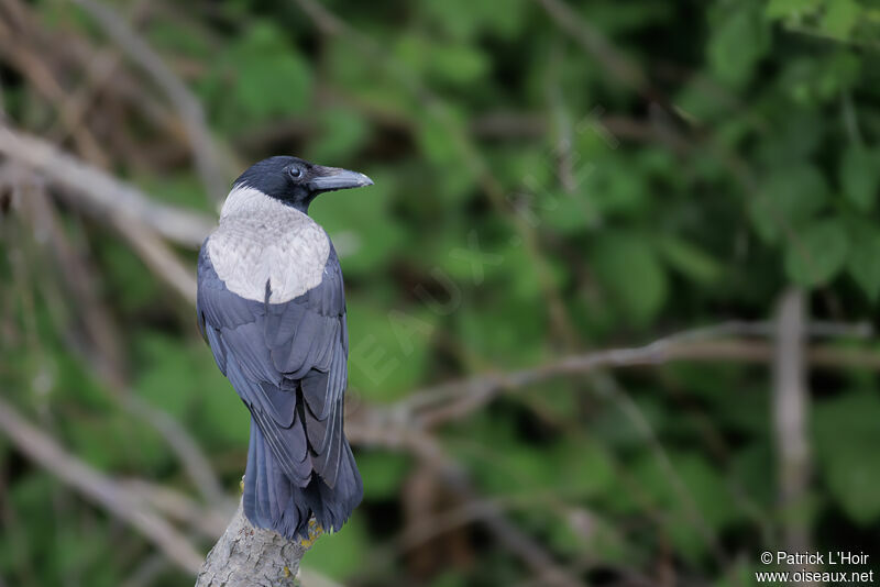 Hooded Crow