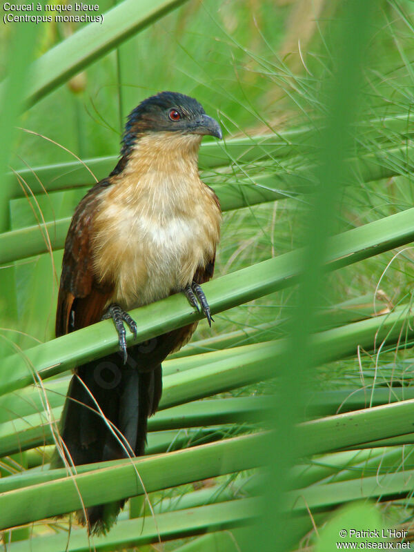 Blue-headed Coucal