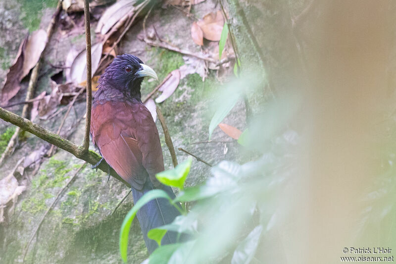 Green-billed Coucaladult