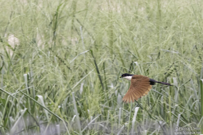 Senegal Coucal