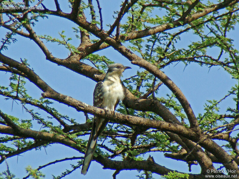 Great Spotted Cuckoo