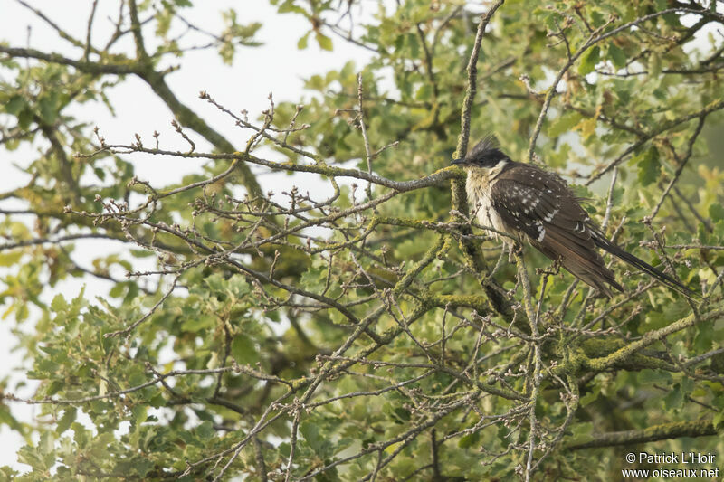 Great Spotted Cuckoo