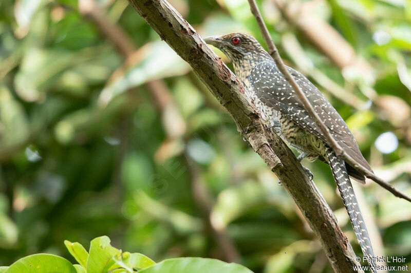 Asian Koel female adult