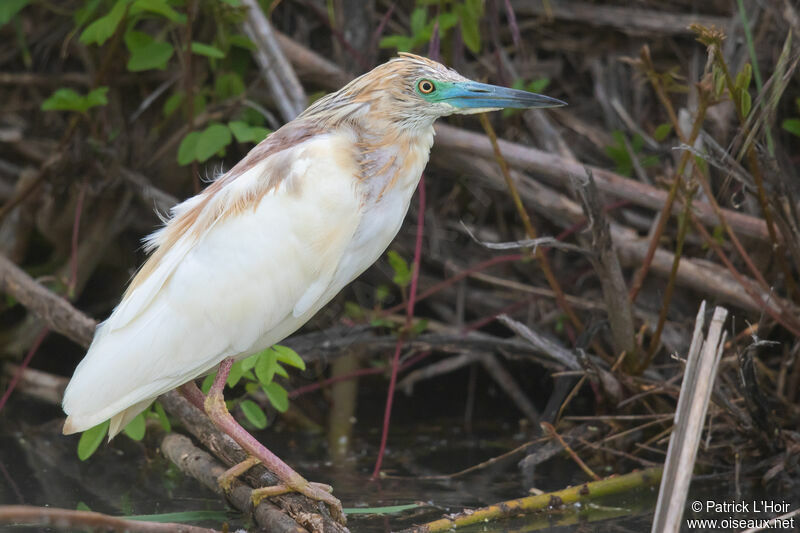 Crabier chevelu