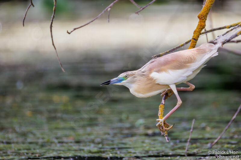 Squacco Heron