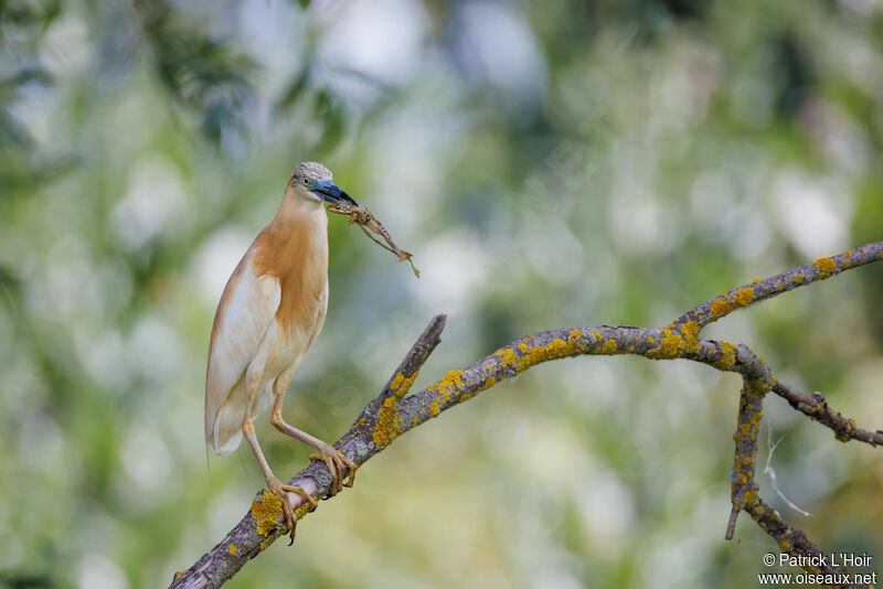 Squacco Heron