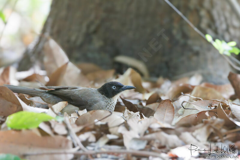 Blackcap Babbler