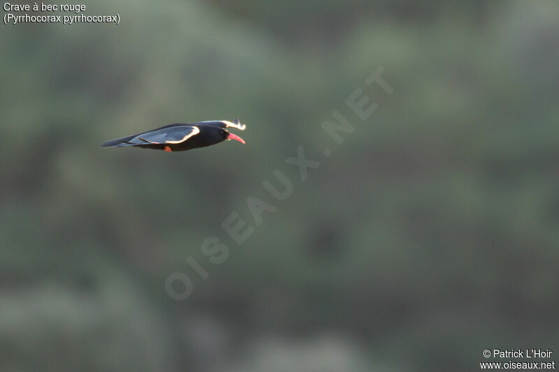 Red-billed Chough