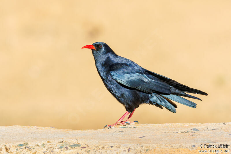 Red-billed Chough