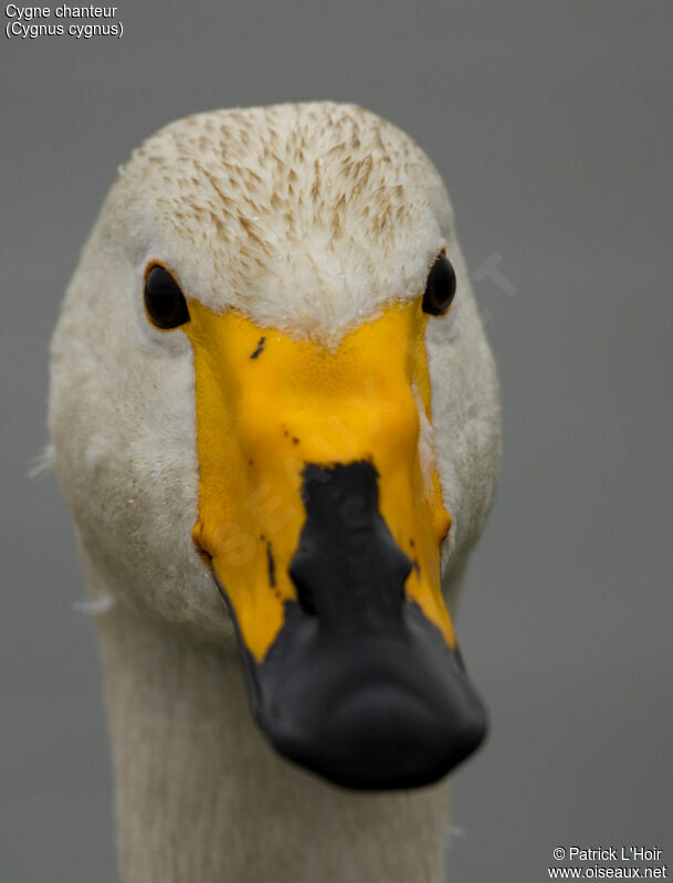 Whooper Swan