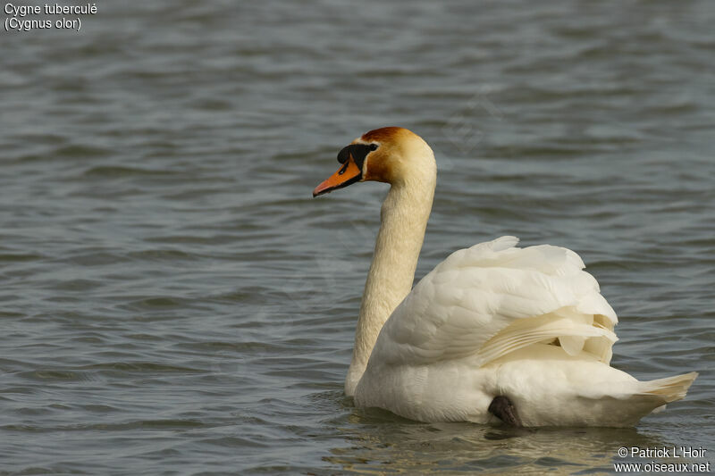 Cygne tuberculéadulte