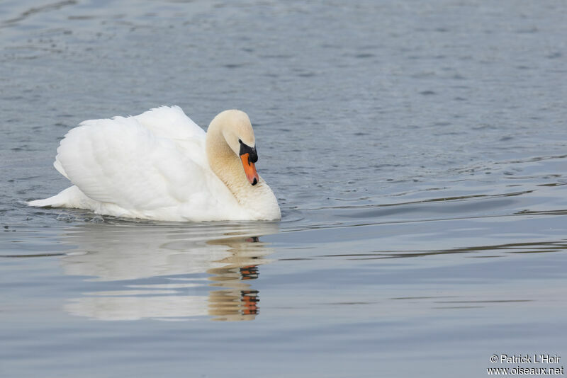 Mute Swan male adult breeding