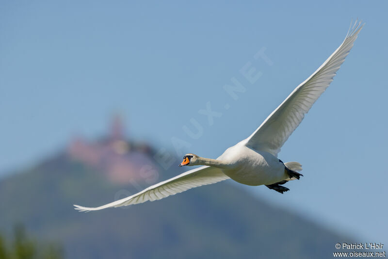 Cygne tuberculé