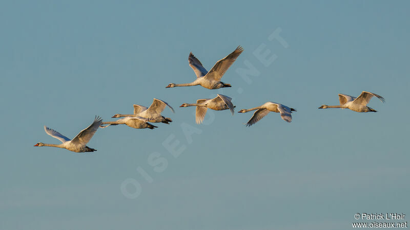 Cygne tuberculé