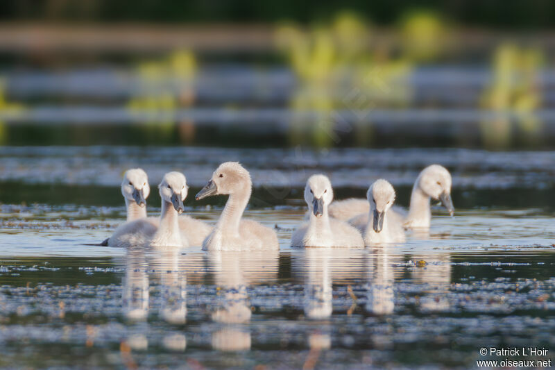 Cygne tuberculéPoussin