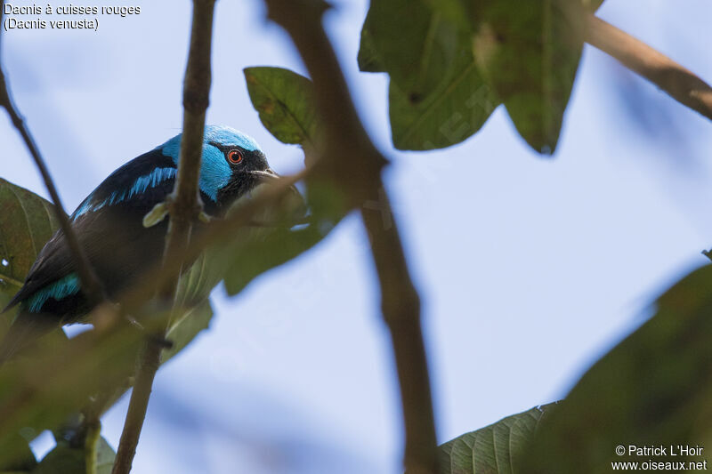 Dacnis à cuisses rouges