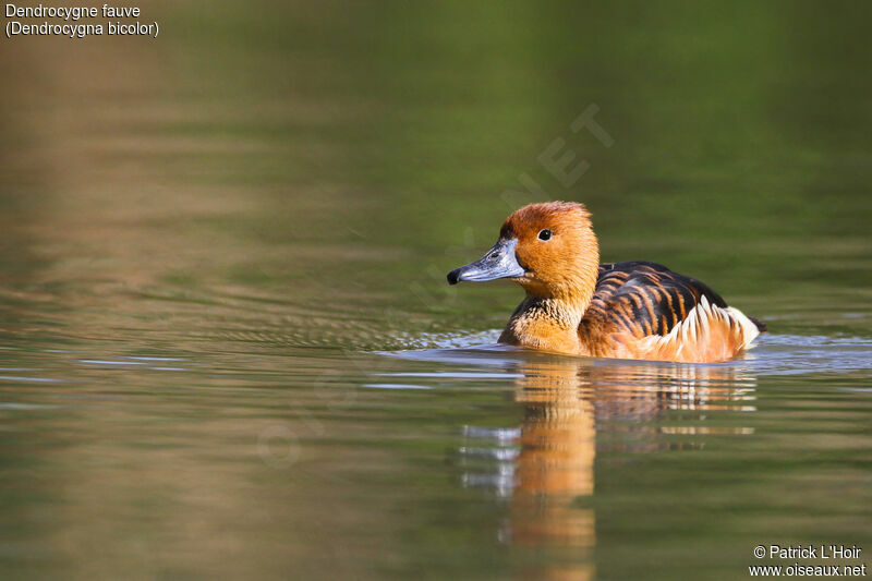 Fulvous Whistling Duck