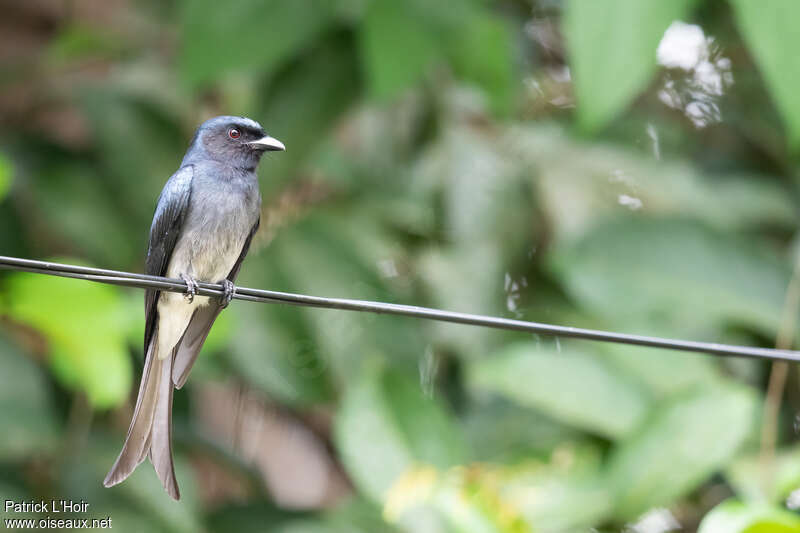 Drongo à ventre blancadulte