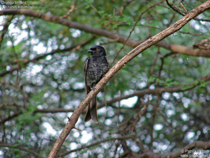 Fork-tailed Drongo