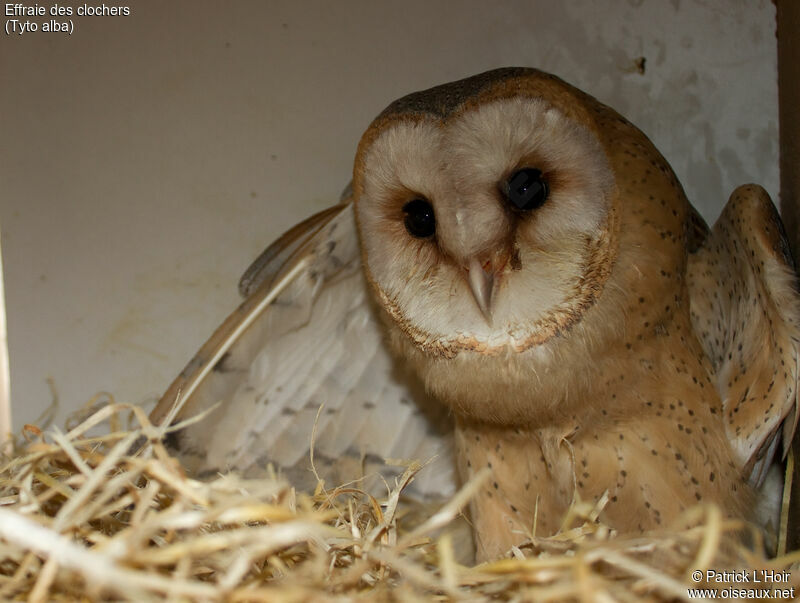 Western Barn Owl