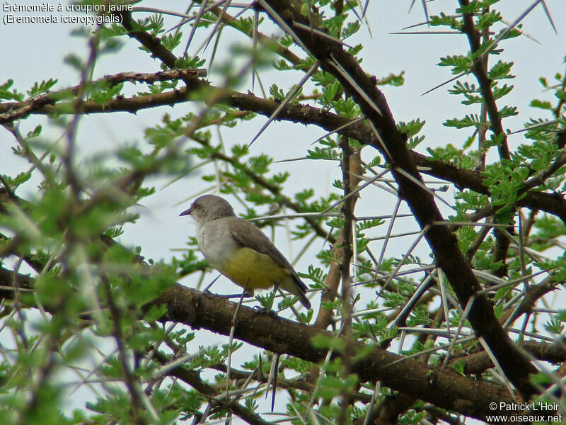 Yellow-bellied Eremomela