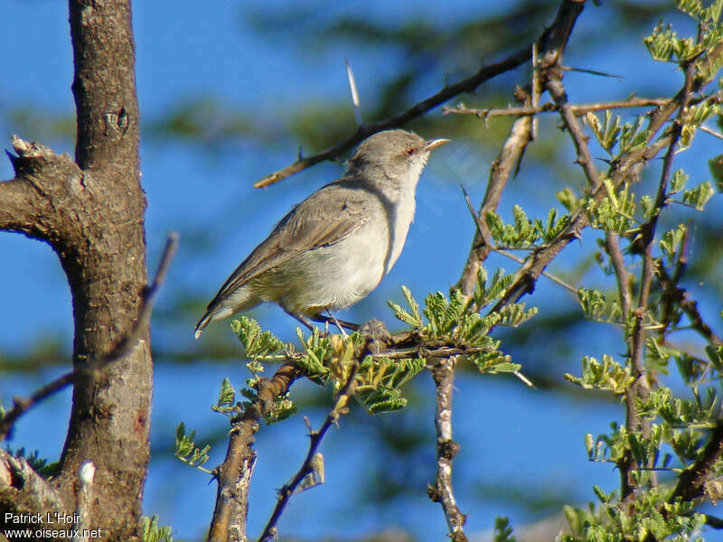 Yellow-vented Eremomelaadult, identification