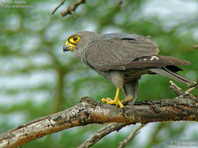 Grey Kestrel