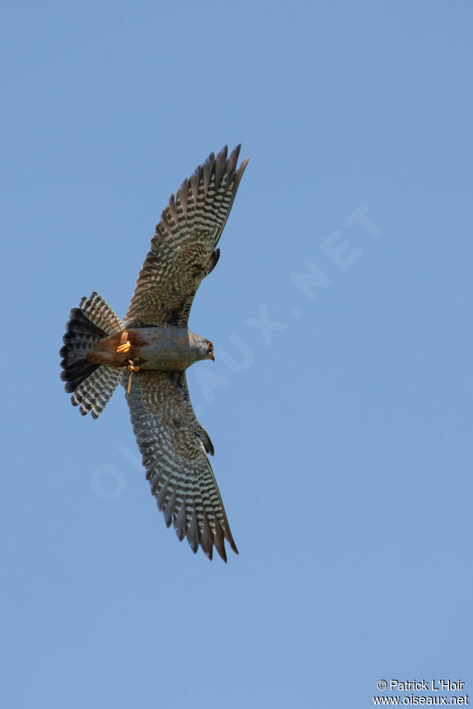 Red-footed Falconjuvenile