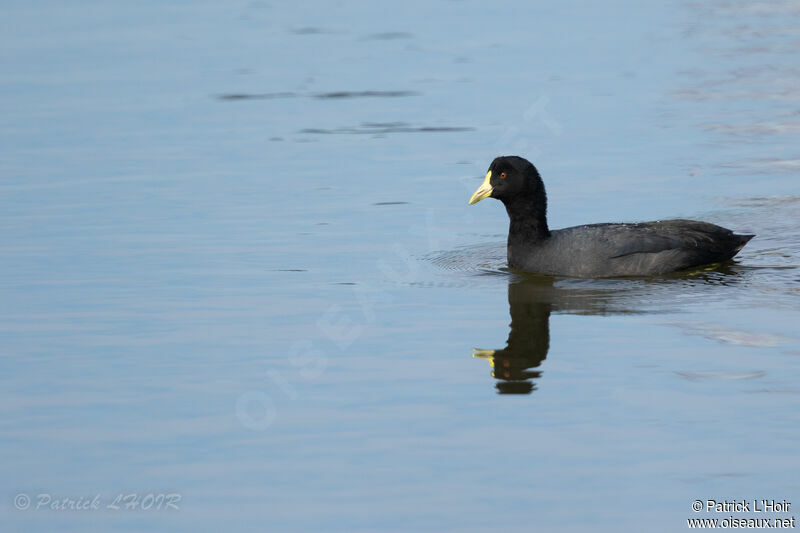 White-winged Coot