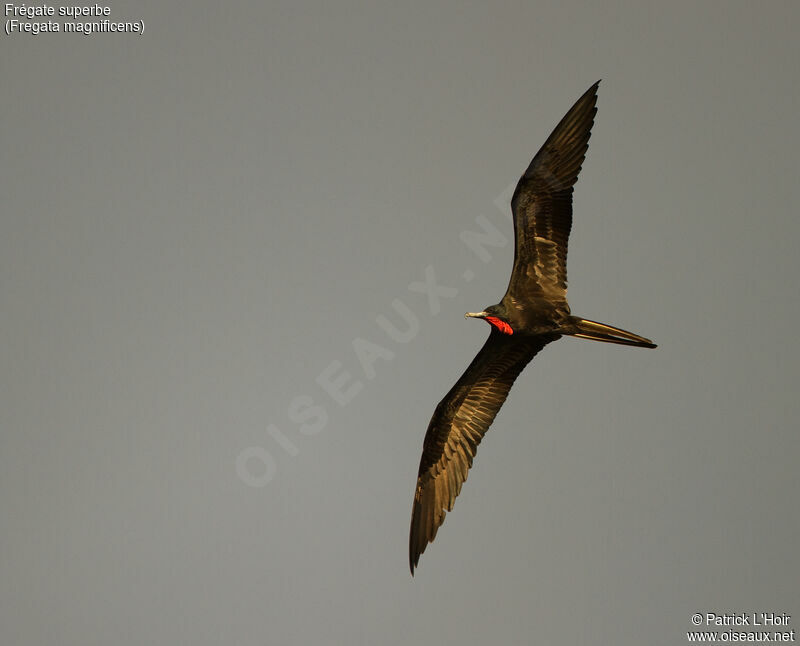 Magnificent Frigatebird male adult, Flight