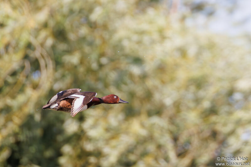 Ferruginous Duck male