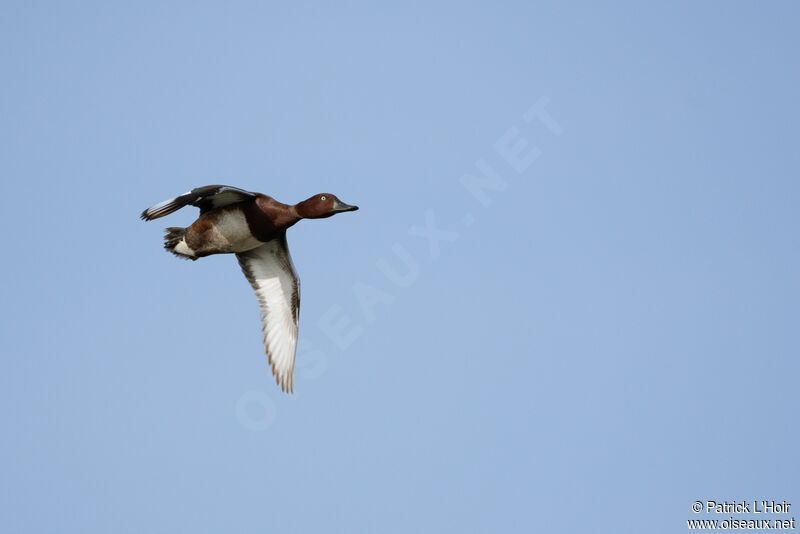 Ferruginous Duck male