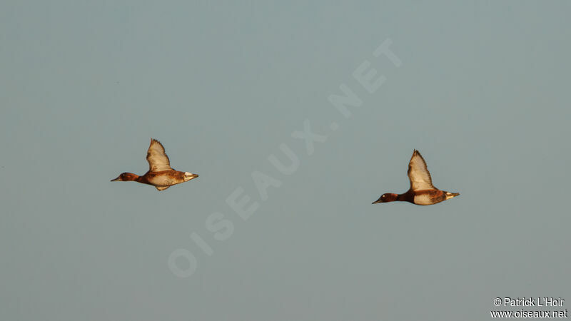 Ferruginous Duckadult