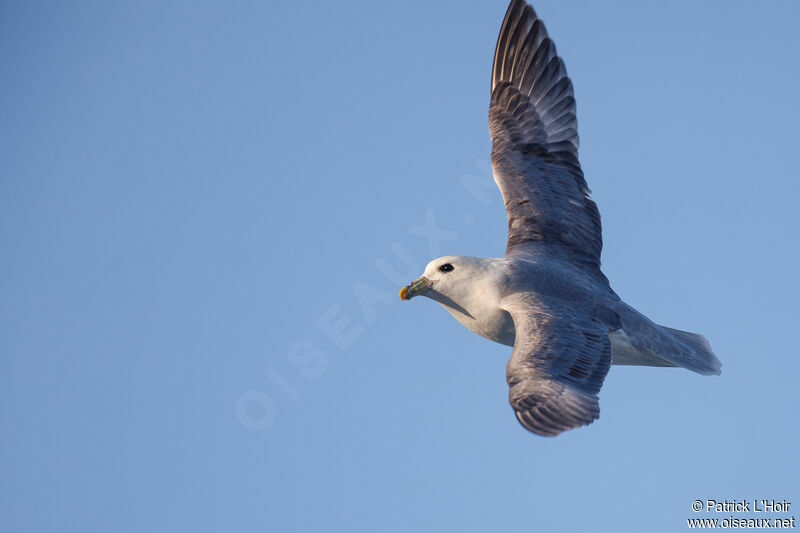 Fulmar boréal