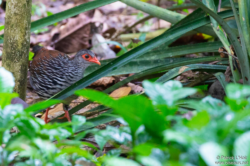 Sri Lanka Spurfowl male adult