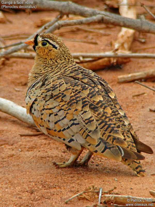 Black-faced Sandgrouse male adult