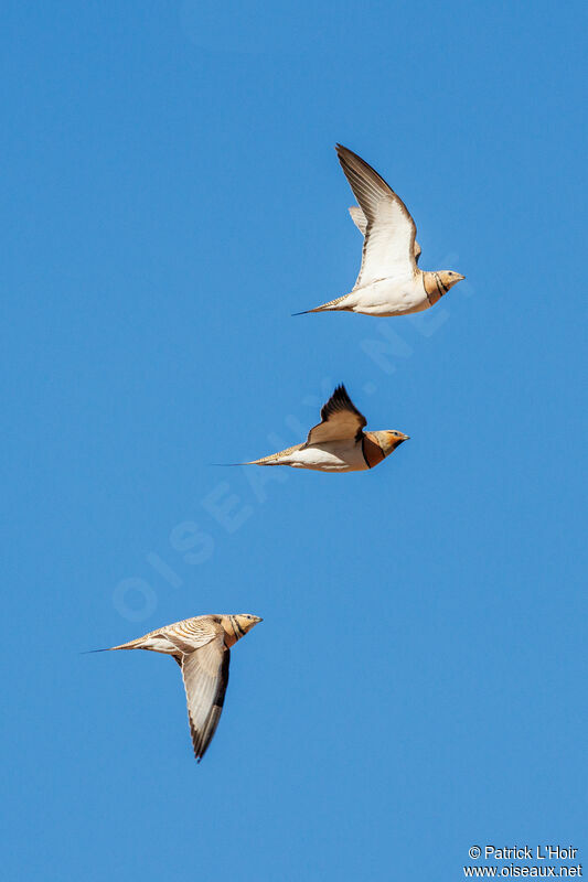 Pin-tailed Sandgrouse