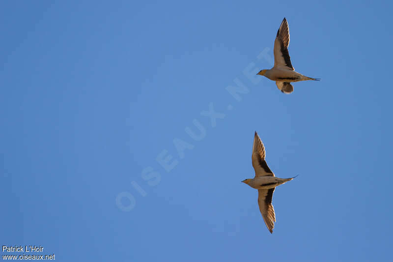 Spotted Sandgrouse male adult, Flight