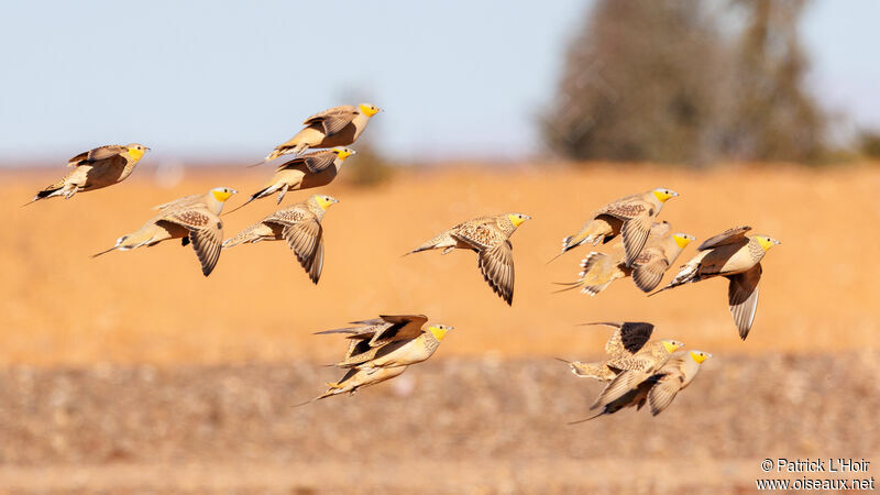 Spotted Sandgrouse