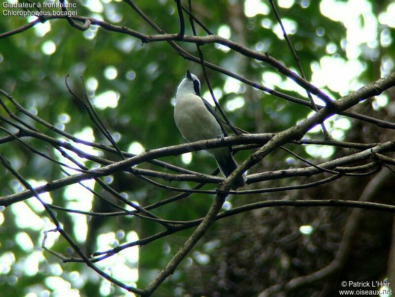 Bocage's Bushshrikeadult, identification