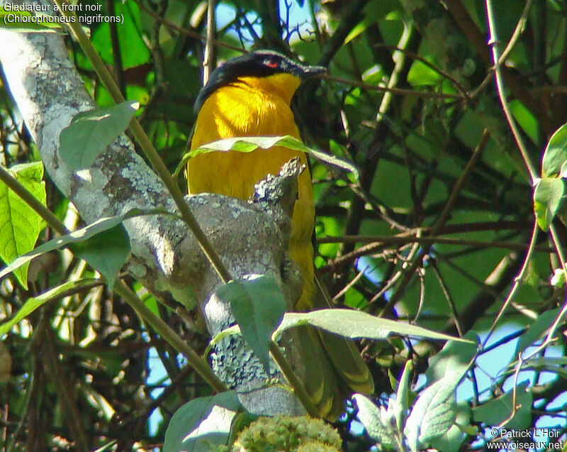 Black-fronted Bushshrike