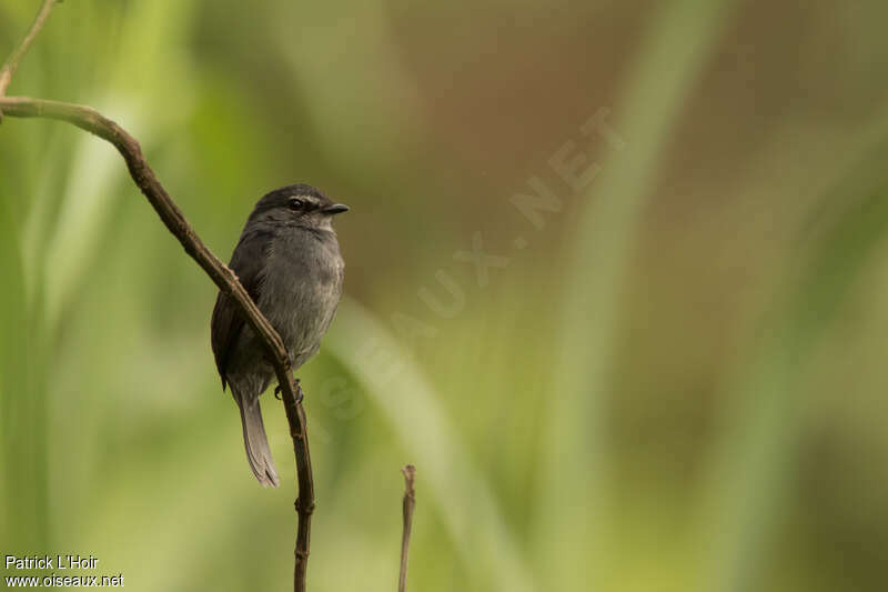 Dusky-blue Flycatcher, identification