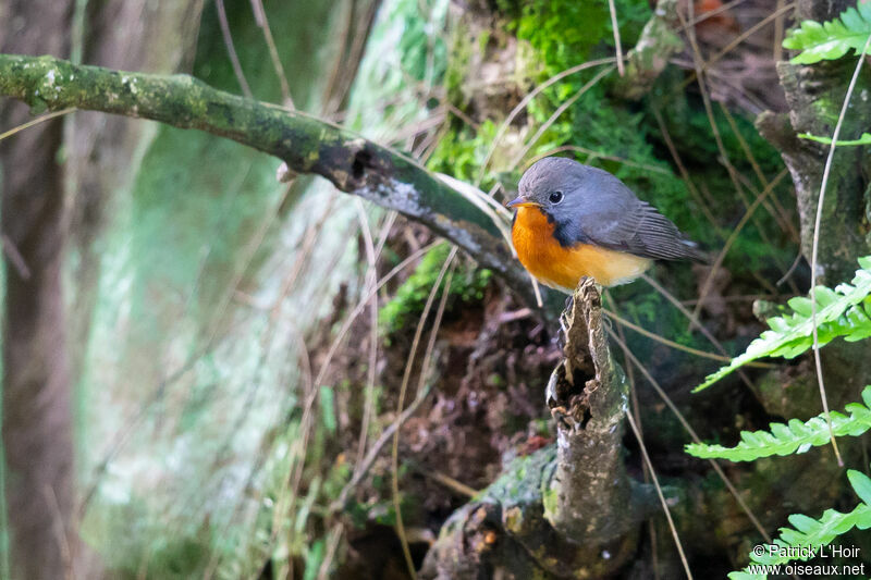 Kashmir Flycatcher male adult