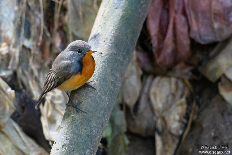 Kashmir Flycatcher